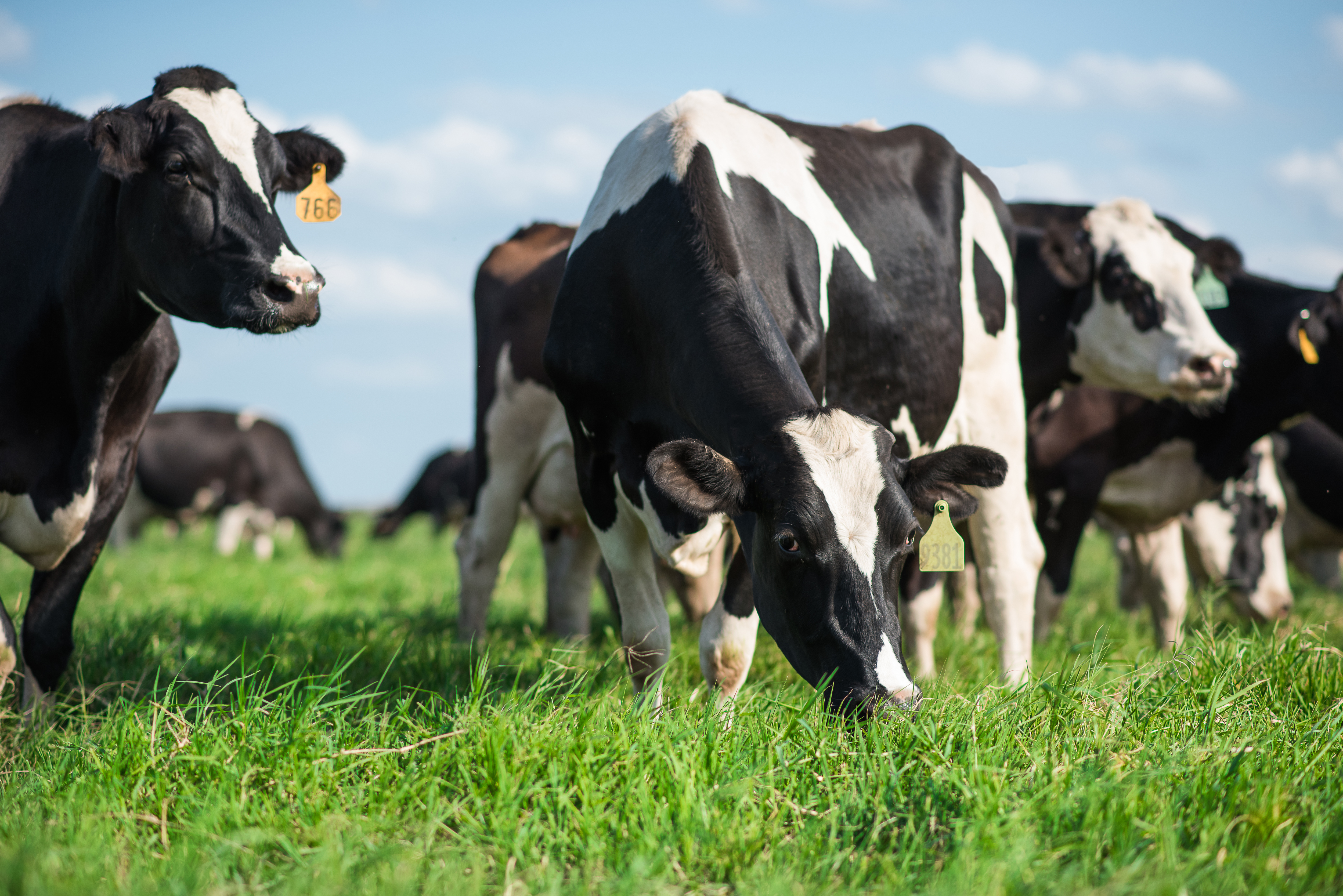 Imagen de 3 Maneras de como las vacas ayudan al planeta Image