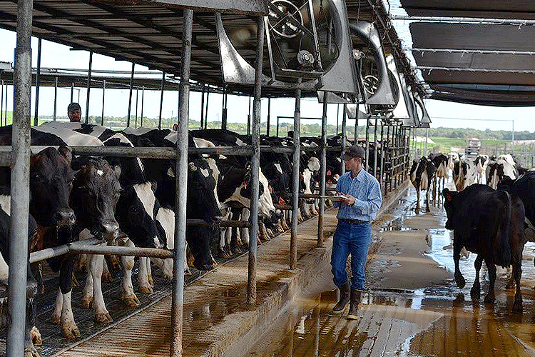 Imagen de Granjeros lecheros trabajando 24/7 para ti Image